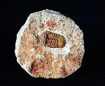 Ductina vietnamica (MAKSIMOVA 1965) - Bild © FossNet FossilienStore